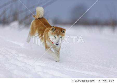 Shiba Inu Playing In The Snow Field Stock Photo 38660457