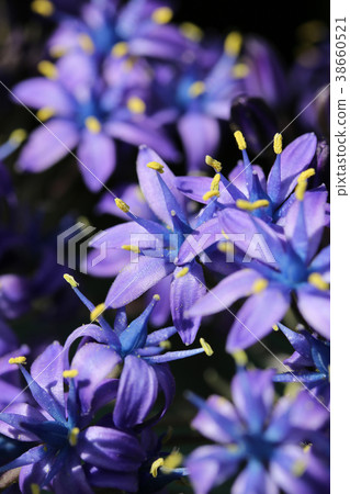 Schiller Perbiana Schiller Perbiana 38660521