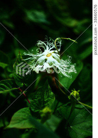 Wild grass Kikarasuuri flower 38660576