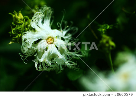 Wild grass Kikarasuuri flower 38660579