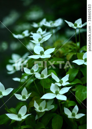 Flowering of Evergreen Yamabashi Flowering of Evergreen Yamabashi 38660583