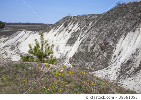 Young pine in limestone quarry. 38661055