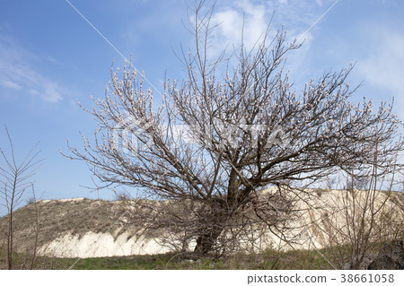 Blooming tree near limestone quarry. 38661058