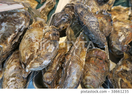 Oyster Oyster 38661235
