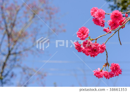 Cherry blossom, cherry blossom, cherry blossom, blue sky, safflower, green leaf, cherry flower, prunus, い, い, る, 桜 Cherry blossom, cherry blossom, cherry blossom, blue sky, safflower, green leaf, cherry flower, prunus, い, い, る, 桜 38661353
