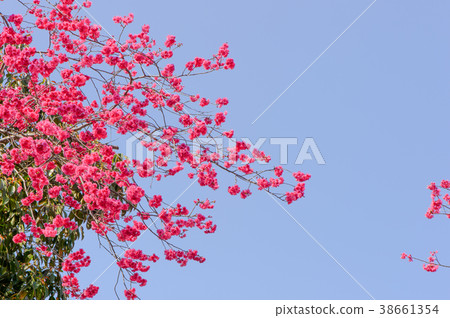櫻花 櫻 賞櫻 藍天紅花 綠葉 Cherry flower Prunus 桜 舞い散る 満開の桜 38661354