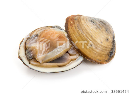 帶殼的生衝浪蛤蜊 38661454