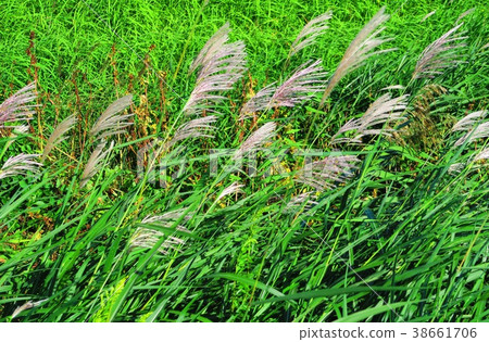 Landscape of the grass and the field Landscape of the grass and the field 38661706