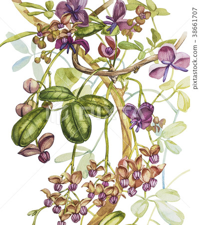Watercolor hand drawn akebia quinata leaves and Watercolor hand drawn akebia quinata leaves and 38661707
