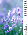 lavender 38661738