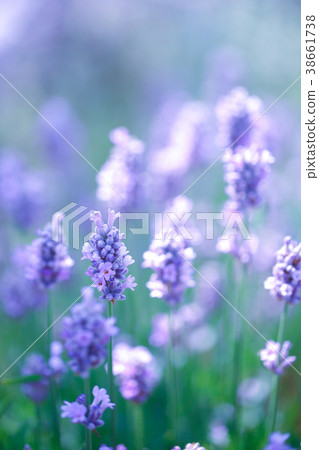 lavender lavender 38661738