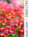 Margaret red 38661740