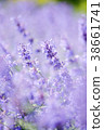 Catmint purple 38661741