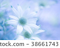 Flannel Flower 38661743