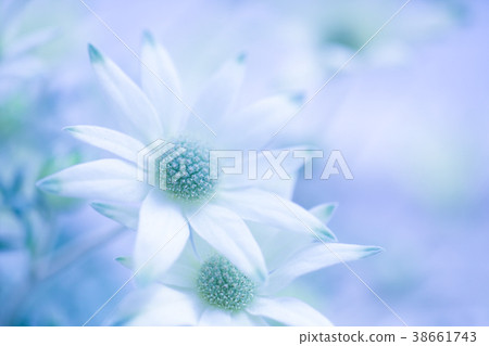 Flannel Flower Flannel Flower 38661743