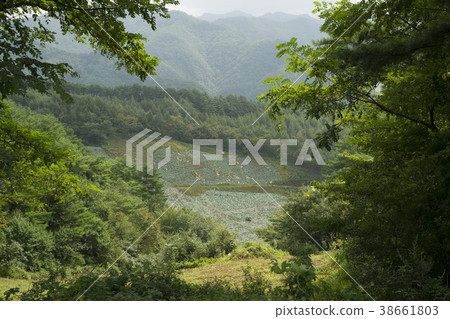 Mindongsan，Jeonsun-gun，江原道 38661803