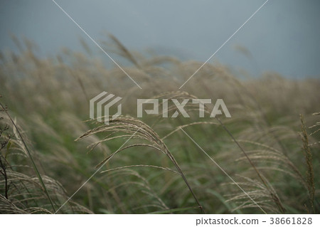 Mindongsan，Jeonsun-gun，江原道 38661828