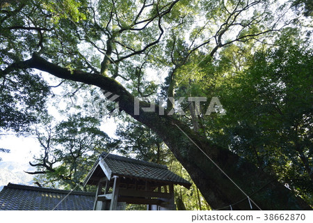 [Mie Prefecture Owaki City] Large Kusunoki of Asuka Shrine 38662870