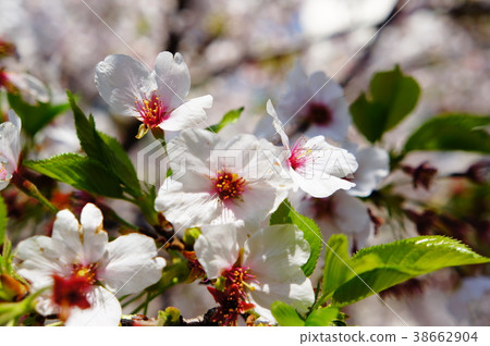 Cherry tree Cherry tree 38662904