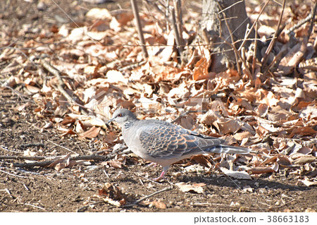 Pheasant butterfly (chick pigeon) Pheasant butterfly (chick pigeon) 38663183