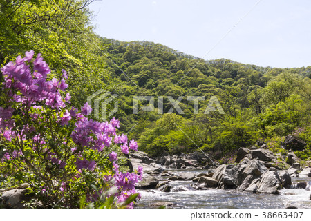 Cinnabar, sycamore, Namwon city, Jeonbuk 38663407