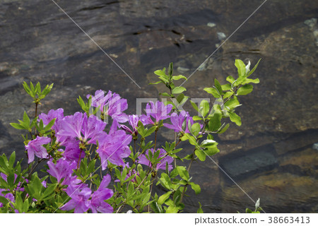Cinnabar, sycamore, Namwon city, Jeonbuk Cinnabar, sycamore, Namwon city, Jeonbuk 38663413