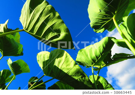 Taro leaves and blue sky landscape 38663445
