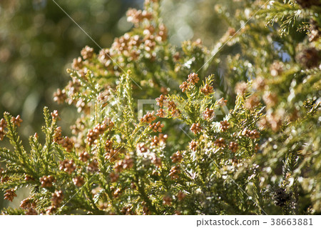 柳杉花粉图片