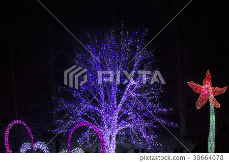 Morning Calm Arboretum, Gapyeong-gun, Gyeonggi-do 38664078