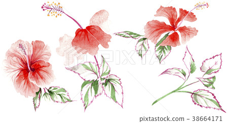 Wildflower rose flower in a watercolor style Wildflower rose flower in a watercolor style 38664171