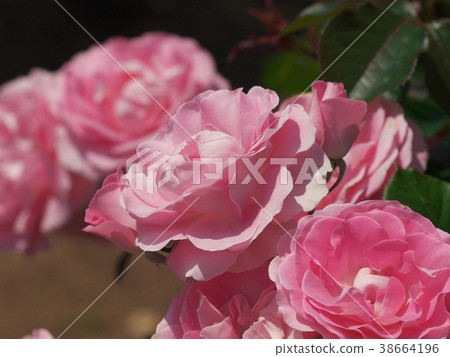 The scent of early summer The scent of early summer 38664196