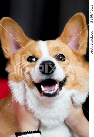 柯基犬 38664512