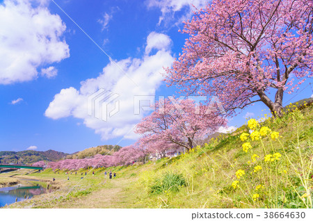 [Shizuoka Prefecture Minamiizu-cho] Minami cherry blossoms and rape blossoms festival 38664630