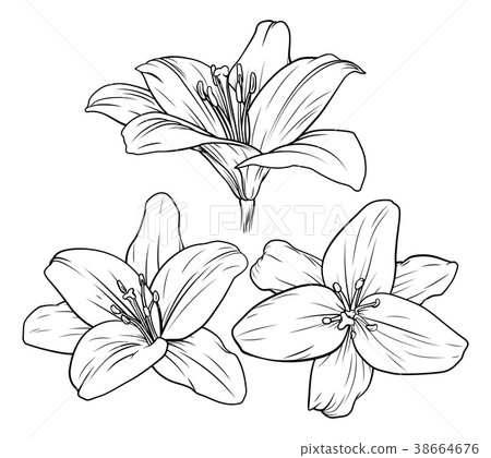 Lily Flower Illustration Lily Flower Illustration 38664676