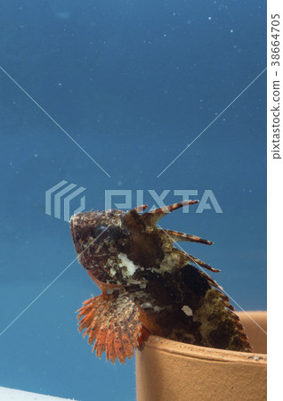 魚haokoze 魚haokoze 38664705