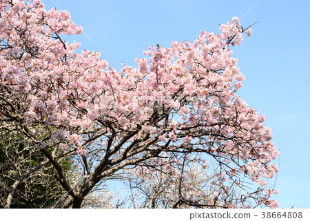 Cold cherry tree Cold cherry tree 38664808