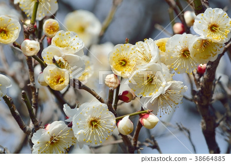 Plum blossoms (N) Plum blossoms (N) 38664885