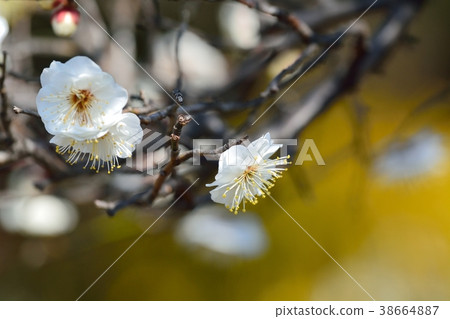 Plum blossoms (N) Plum blossoms (N) 38664887