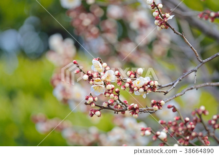 Plum blossoms (N) Plum blossoms (N) 38664890