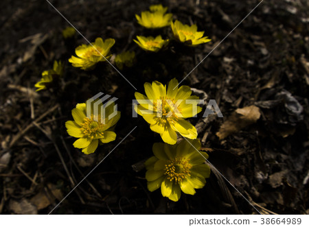 鳳凰,安山,京畿道 鳳凰,安山,京畿道 38664989