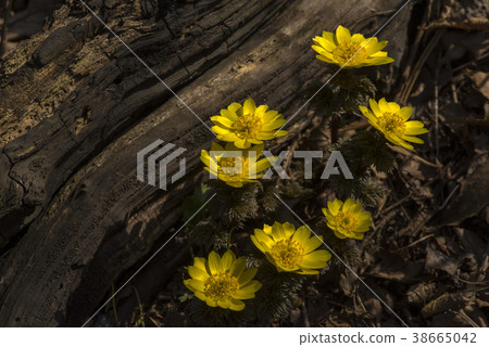 Fengdo, Ansan, Gyeonggi-do 38665042