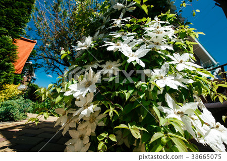 Clematis flowers completely covering a fence in Clematis flowers completely covering a fence in 38665075