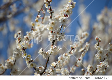 梅花 38665178