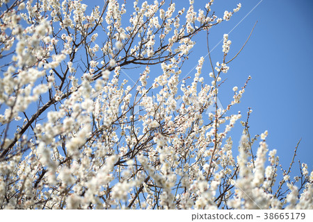 Plum blossoms 38665179