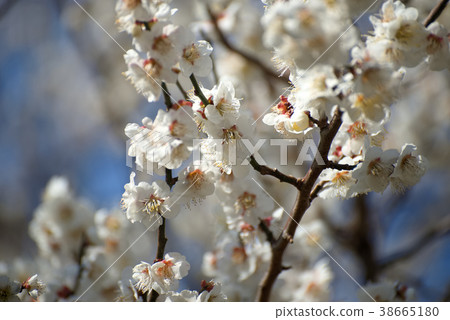 梅花 梅花 38665180