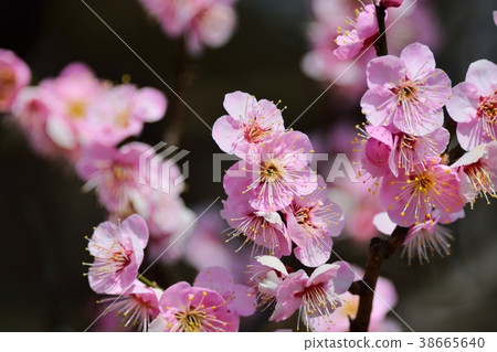 梅花(N)Doichibe 梅花(N)Doichibe 38665640