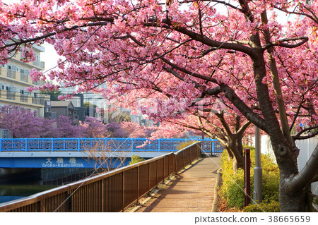 河津櫻花盛開,沿著東京木場公園東面的大橫河流域(三月)東京都江東區 河津櫻花盛開,沿著東京木場公園東面的大橫河流域(三月)東京都江東區 38665659