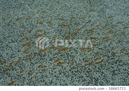 魚,魚苗,游,水,水池,自然生態,自然 38665721