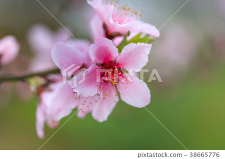Peach Blossom-Japanese Spring- 38665776