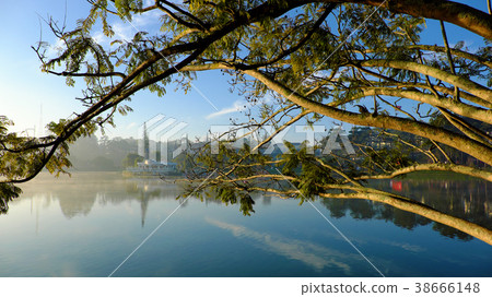 Thuy Ta restaurant from branch of flamboyant tree 38666148